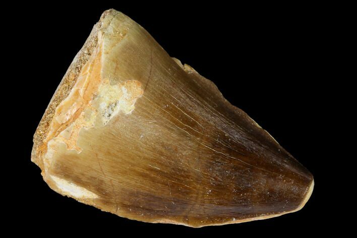 Fossil Mosasaur (Prognathodon) Tooth - Morocco #164182